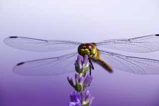 photo,material,free,landscape,picture,stock photo,Creative Commons,It is a dragonfly to a lavender, dragonfly, dragonfly, dragonfly, feather