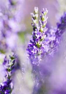 fotografia, materiale, libero il panorama, dipinga, fotografia di scorta,Un campo color lavanda, lavanda, giardino floreale, Violetta bluastra, Herb