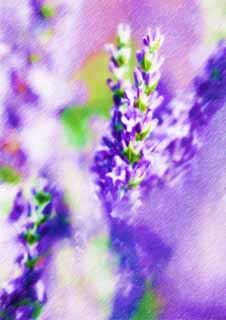 illustration,material,free,landscape,picture,painting,color pencil,crayon,drawing,A lavender field, lavender, flower garden, Bluish violet, Herb