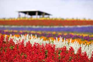 Foto, materiell, befreit, Landschaft, Bild, hat Foto auf Lager,Ein Blumengarten, Weise, Blumengarten, Bluliches Violett, Rot