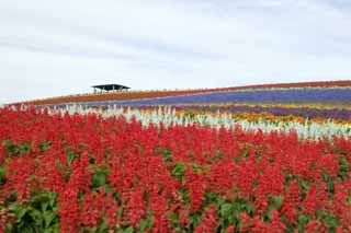 Foto, materiell, befreit, Landschaft, Bild, hat Foto auf Lager,Ein Blumengarten, Weise, Blumengarten, Bluliches Violett, Rot