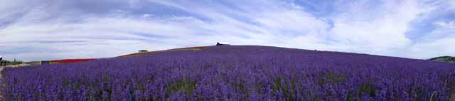 foto,tela,gratis,paisaje,fotografa,idea,Campo opinin entera de lavanda, Lavanda, Jardn de flores, Violeta azulada, Herb