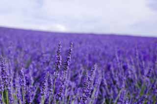 fotografia, material, livra, ajardine, imagine, proveja fotografia,Um campo de lavanda, lavanda, jardim de flor, Violeta azulada, Herb