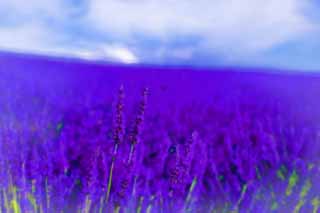 illust, matire, libre, paysage, image, le tableau, crayon de la couleur, colorie, en tirant,Un champ lavande, lavande, jardin de la fleur, Violette bleutre, Herb