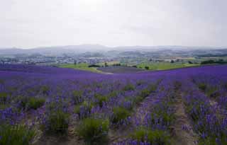 foto,tela,gratis,paisaje,fotografa,idea,Un campo lila, Lavanda, Jardn de flores, Violeta azulada, Herb