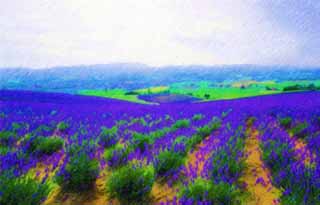 Illust, materieel, vrij, landschap, schilderstuk, schilderstuk, kleuren potlood, crayon, werkje,Een lavendelblauwe veld, Lavendelblauw, Bloementuin, Blauwige viooltje, Kruid