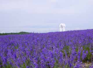 foto,tela,gratis,paisaje,fotografa,idea,Es una campana en un campo lila, Lavanda, Jardn de flores, Violeta azulada, Herb