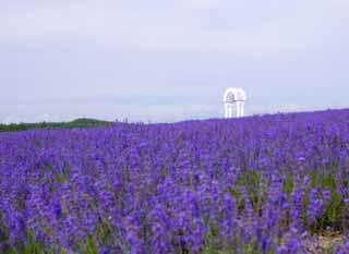 Foto, materieel, vrij, landschap, schilderstuk, bevoorraden foto,Het is een klokje binnen lavendelblauwe veld, Lavendelblauw, Bloementuin, Blauwige viooltje, Kruid