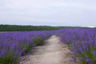 foto,tela,gratis,paisaje,fotografa,idea,Una manera de un campo lila, Lavanda, Jardn de flores, Violeta azulada, Herb