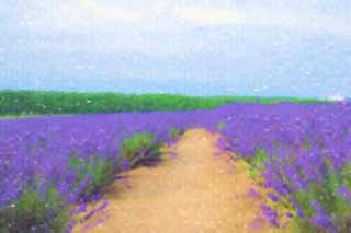 illust, materiale, libero panorama, ritratto dipinto, matita di colore disegna a pastello, disegnando,Un modo di un campo color lavanda, lavanda, giardino floreale, Violetta bluastra, Herb