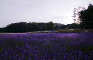 fotografia, material, livra, ajardine, imagine, proveja fotografia,Um campo de lavanda de crepsculo, lavanda, jardim de flor, Violeta azulada, Herb