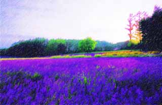 illust, materiale, libero panorama, ritratto dipinto, matita di colore disegna a pastello, disegnando,Un campo color lavanda di crepuscolo, lavanda, giardino floreale, Violetta bluastra, Herb