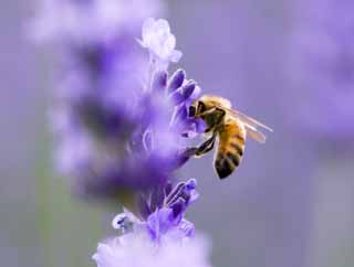 photo,material,free,landscape,picture,stock photo,Creative Commons,It is a bee to a lavender, lavender, , bee, 