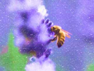 illustration,material,free,landscape,picture,painting,color pencil,crayon,drawing,It is a bee to a lavender, lavender, , bee, 