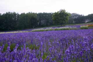 photo, la matire, libre, amnage, dcrivez, photo de la rserve,Un champ lavande de crpuscule, lavande, jardin de la fleur, Violette bleutre, Herb