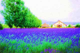 illust, materiell, befreit, Landschaft, Bild, Gemlde, Farbbleistift, Wachsmalstift, Zeichnung,,Ein Lavendelfeld, Lavendel, Blumengarten, Bluliches Violett, Herb