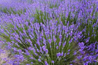 photo,material,free,landscape,picture,stock photo,Creative Commons,A lavender field, lavender, flower garden, Bluish violet, Herb