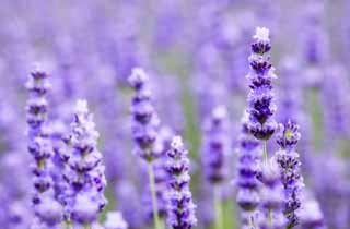 fotografia, materiale, libero il panorama, dipinga, fotografia di scorta,Un campo color lavanda, lavanda, giardino floreale, Violetta bluastra, Herb