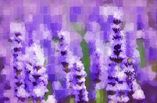 illust, materiale, libero panorama, ritratto dipinto, matita di colore disegna a pastello, disegnando,Un campo color lavanda, lavanda, giardino floreale, Violetta bluastra, Herb