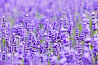 fotografia, material, livra, ajardine, imagine, proveja fotografia,Um campo de lavanda, lavanda, jardim de flor, Violeta azulada, Herb