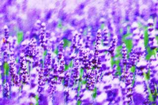 illust, materiale, libero panorama, ritratto dipinto, matita di colore disegna a pastello, disegnando,Un campo color lavanda, lavanda, giardino floreale, Violetta bluastra, Herb