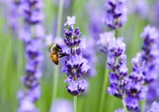 Foto, materiell, befreit, Landschaft, Bild, hat Foto auf Lager,Es ist eine Biene zu einem Lavendel, Lavendel, , Biene, 
