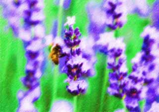 illust,tela,gratis,paisaje,fotografa,idea,pintura,Lpiz de color,dibujo,Es una abeja a una lavanda, Lavanda, , Abeja, 