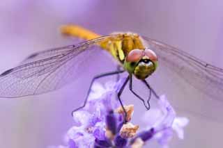 photo,material,free,landscape,picture,stock photo,Creative Commons,It is a dragonfly to a lavender, dragonfly, dragonfly, dragonfly, feather