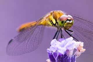 photo,material,free,landscape,picture,stock photo,Creative Commons,It is a dragonfly to a lavender, dragonfly, dragonfly, dragonfly, feather