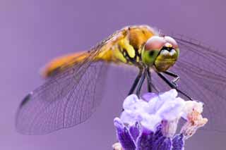 Foto, materiell, befreit, Landschaft, Bild, hat Foto auf Lager,Es ist eine Libelle zu einem Lavendel, Libelle, , , Feder