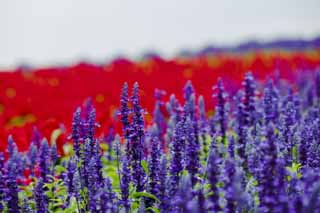 fotografia, material, livra, ajardine, imagine, proveja fotografia,Uma salva azul, lavanda, jardim de flor, Violeta azulada, Herb