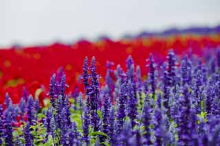 foto,tela,gratis,paisaje,fotografa,idea,Un sabio azul, Lavanda, Jardn de flores, Violeta azulada, Herb