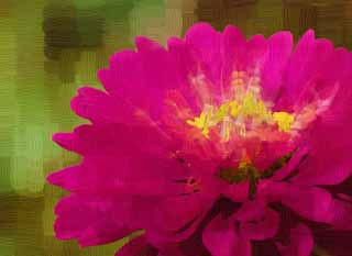 illust, matire, libre, paysage, image, le tableau, crayon de la couleur, colorie, en tirant,Un zinnia, zinnia, Rouge violac, ptale, fleur