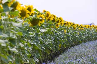 photo,material,free,landscape,picture,stock photo,Creative Commons,A sunflower field, sunflower, sunflower, sunflower, Yellow