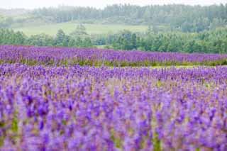 Foto, materieel, vrij, landschap, schilderstuk, bevoorraden foto,Een lavendelblauwe veld, Lavendelblauw, Bloementuin, Blauwige viooltje, Kruid