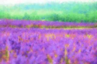 illust, materiell, befreit, Landschaft, Bild, Gemlde, Farbbleistift, Wachsmalstift, Zeichnung,,Ein Lavendelfeld, Lavendel, Blumengarten, Bluliches Violett, Herb