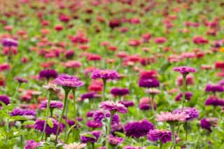 photo,material,free,landscape,picture,stock photo,Creative Commons,A zinnia, zinnia, Purplish red, petal, flower