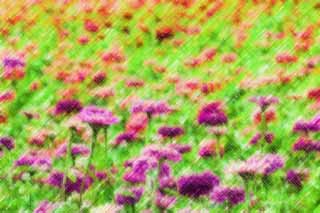 illust, matire, libre, paysage, image, le tableau, crayon de la couleur, colorie, en tirant,Un zinnia, zinnia, Rouge violac, ptale, fleur