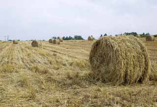 photo,material,free,landscape,picture,stock photo,Creative Commons,A grass roll, grass roll, Straw, , Feed