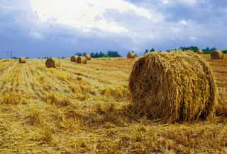 illust, materiale, libero panorama, ritratto dipinto, matita di colore disegna a pastello, disegnando,Un rotolo di erba, rotolo di erba, Paglia, , Alimentazione