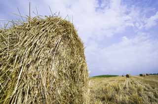 photo,material,free,landscape,picture,stock photo,Creative Commons,A grass roll, grass roll, Straw, Straw, Feed