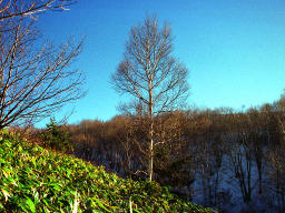 Foto, materiell, befreit, Landschaft, Bild, hat Foto auf Lager,Einsame Birke, Berg, blauer Himmel, , 