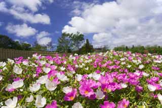 Foto, materiell, befreit, Landschaft, Bild, hat Foto auf Lager,Ein rot-und-weier Teppich, , Rose Moos, wachsen Sie Rosa, 