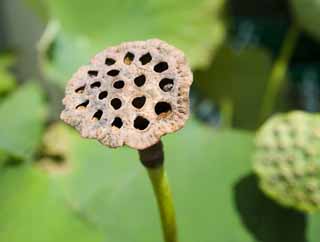 photo,material,free,landscape,picture,stock photo,Creative Commons,A real hole of a lotus, lotus, , hole, 