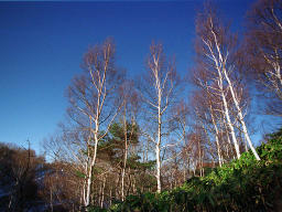 photo,material,free,landscape,picture,stock photo,Creative Commons,Wood in the morning, mountain, blue sky, , 