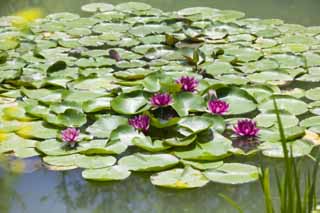 photo,material,free,landscape,picture,stock photo,Creative Commons,A water lily, , water lily, water lily, water lily