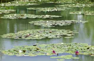 photo,material,free,landscape,picture,stock photo,Creative Commons,A pond of a water lily, , water lily, water lily, water lily