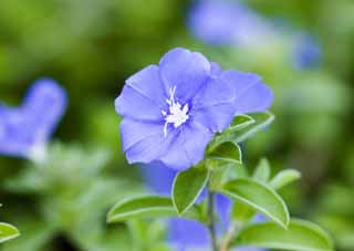 fotografia, materiale, libero il panorama, dipinga, fotografia di scorta,Blu americano, , Americblue, convolvulus, 