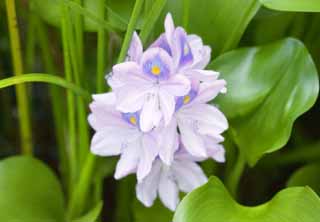 Foto, materieel, vrij, landschap, schilderstuk, bevoorraden foto,Een waterhoudende hyacint, Water hyacint, , , Hotei is blauw