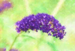 illust, materiell, befreit, Landschaft, Bild, Gemlde, Farbbleistift, Wachsmalstift, Zeichnung,,Ein buddleia, buddleia, FusBuddlejjaponica, Schmetterling Bush, 